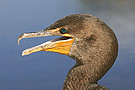 Duck Head